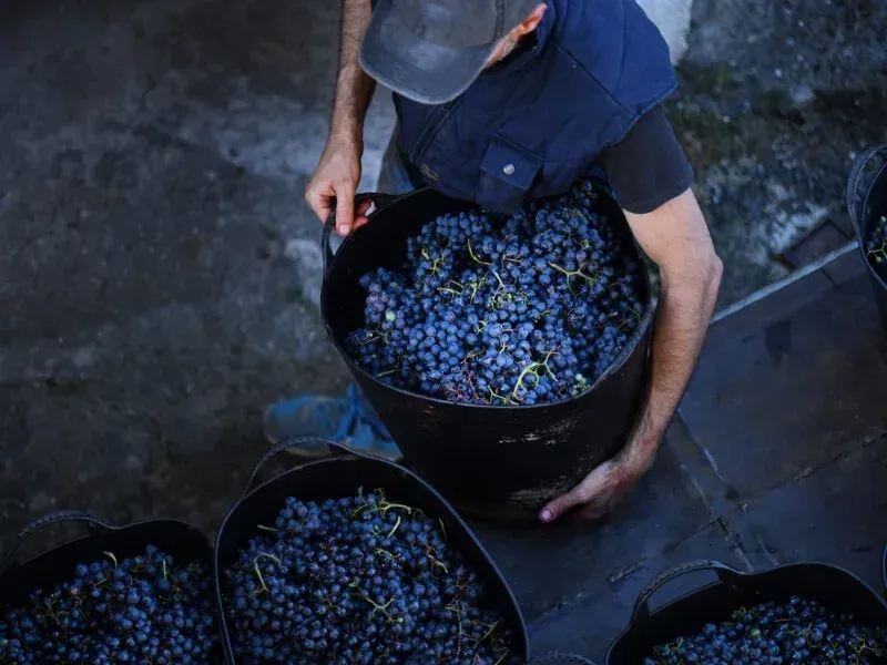 vendanges